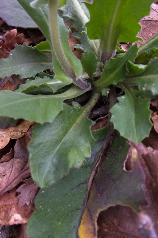 Pseudoturritis turrita (= Arabis turrita) / Arabetta maggiore